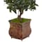 4.5ft. Sweet Bay Magnolia Double Topiary Tree in Metal Planter